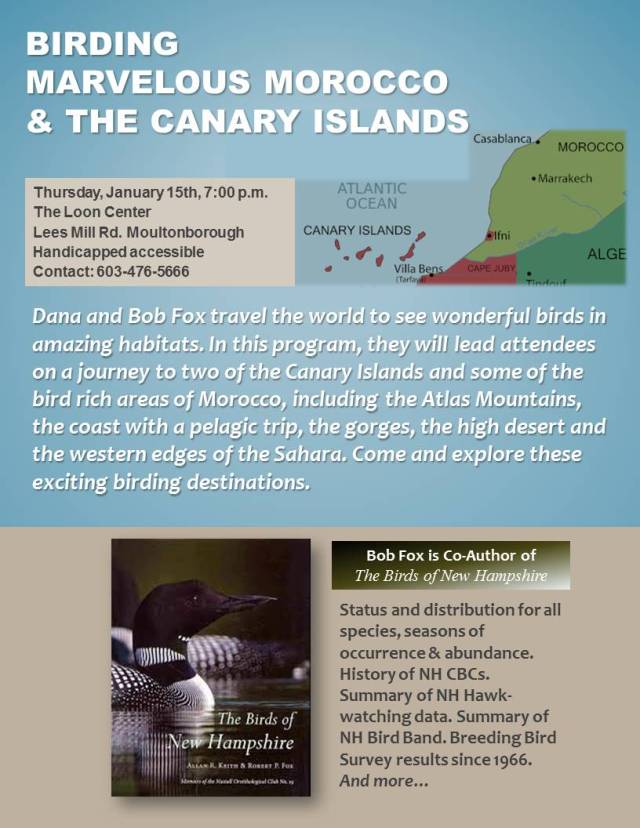 Birding Morocco and Canary Islands