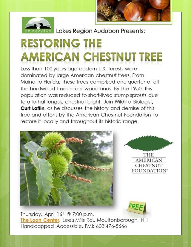RESTORING_The_CHESTNUT_TREE