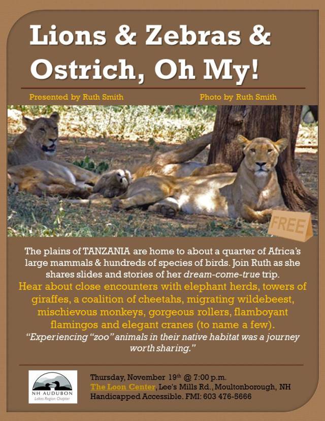 Lions and zebras an Ostrich