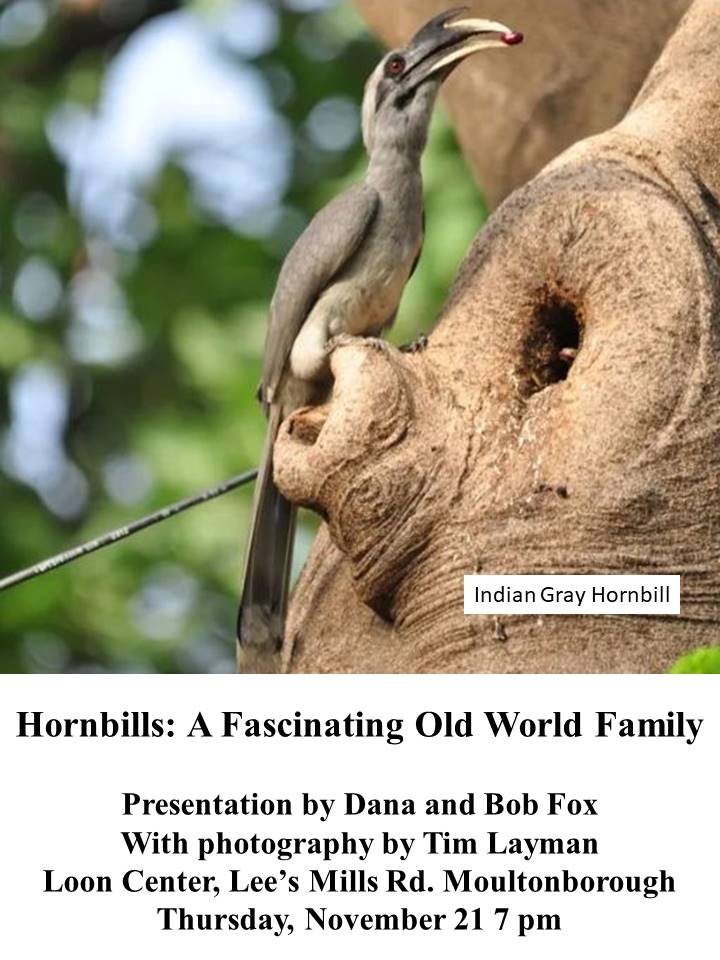 Hornbills: A unique Old-World Family of Birds
Dana and Bob are excited to present this talk about the family of birds called Hornbills. Hornbills are an Old-World family of birds which first evolved in Africa over 60 million years ago and then one species radiated to Asia. Today half of the 64 species in the world live in Africa including two land loving species and half in Asia where new species have evolved as far east as the Solomon Islands.
As their name suggests, they have massive bills which are integrally attached to their skulls, and some have an additional special horny crown like protrusion called a casque above their bills. In 1758 Linnaeus bestowed the name Buceros on the family, Latin for “having ox’s horns.”
Another unique feature about most members of this family involves their nesting behavior. Females of almost all species make unique nests in tree cavities using their bills to wall themselves in with a plaster made of mud, droppings, chewed wood and bark and other detritus. They leave only a slit narrow enough to deter predators but sufficiently wide for the male to present food from the outside.
The tree hornbills have become very important distributors of tropical fruit seeds.
Come hear Dana and Bob’s tales of seeing these marvelous birds and see stunning pictures taken by Tim Layman, the intrepid, talented photographer.

